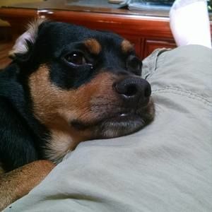 Meet your Posher, Thomas